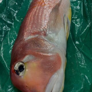 赤甘鯛 塩して脱水した後、鱗揚げ あらで…