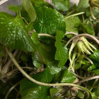 . 芽わさびもう出てきやがった！ 醤油漬…